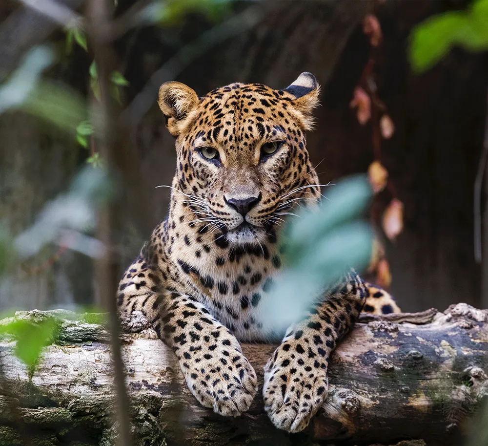 Sri Lankan leopard