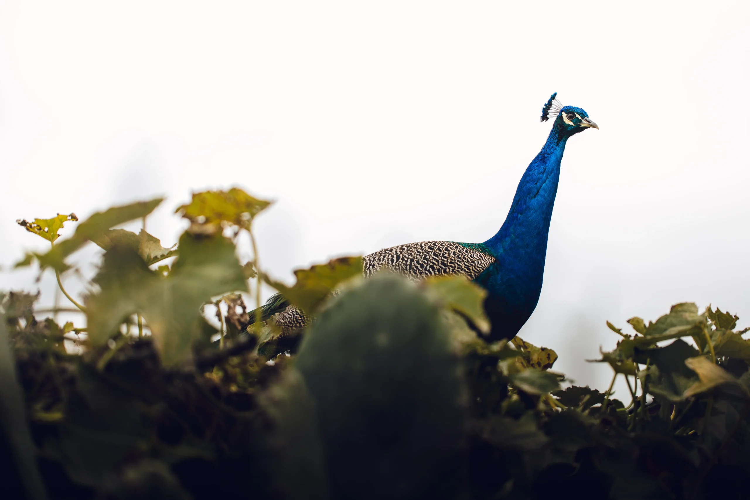 Indian peafowl