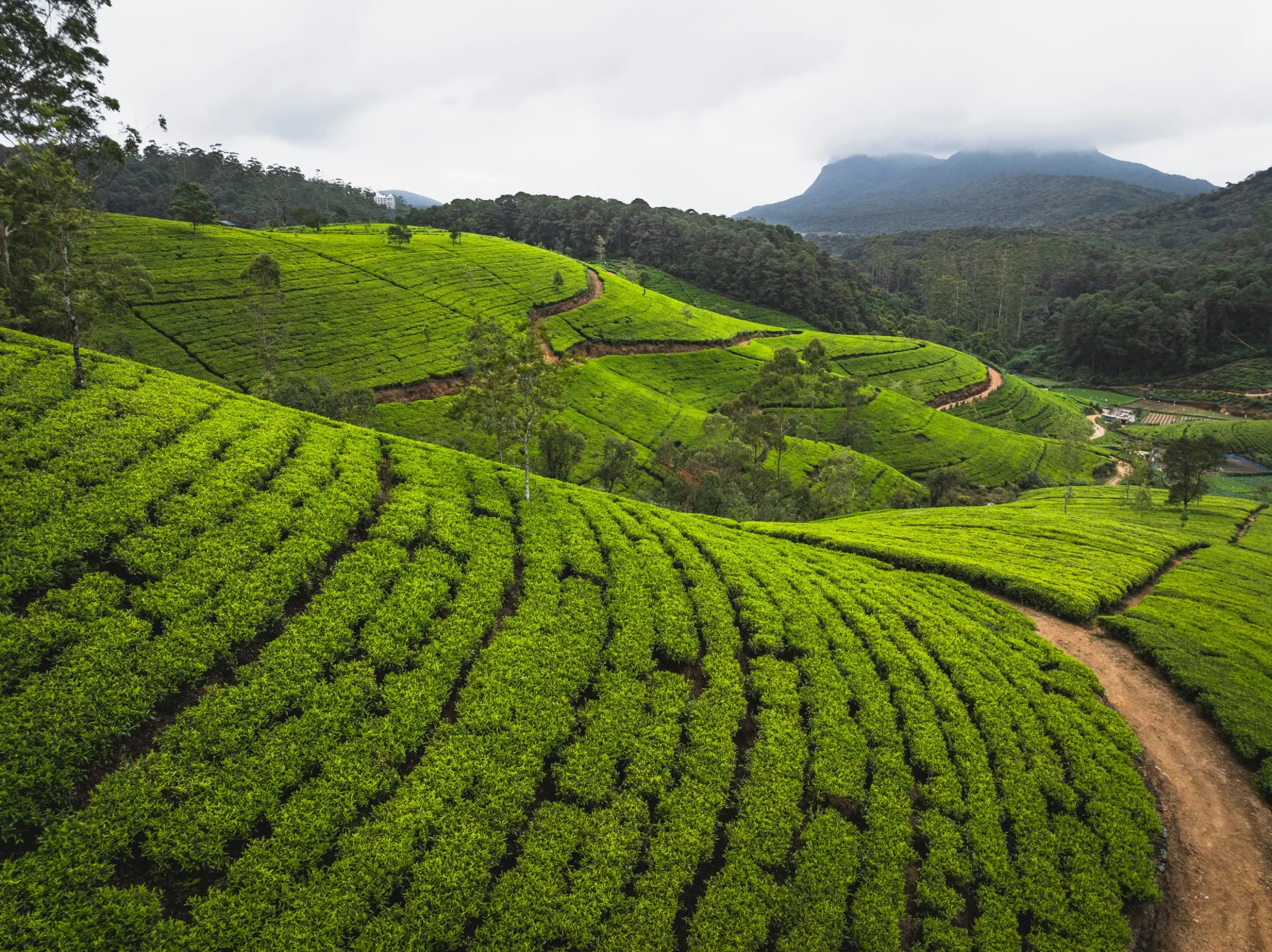 Tea pluckers in estate